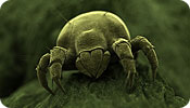 Dust Mite