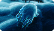 Dust Mite
