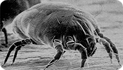 Dust Mite